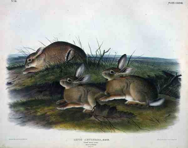 Lepus Artemesia（虫木兔），板块88，来自《北美四足动物》，由John T. Bowen（1801-1856）雕刻。 作者 约翰·詹姆斯（后）奥杜邦