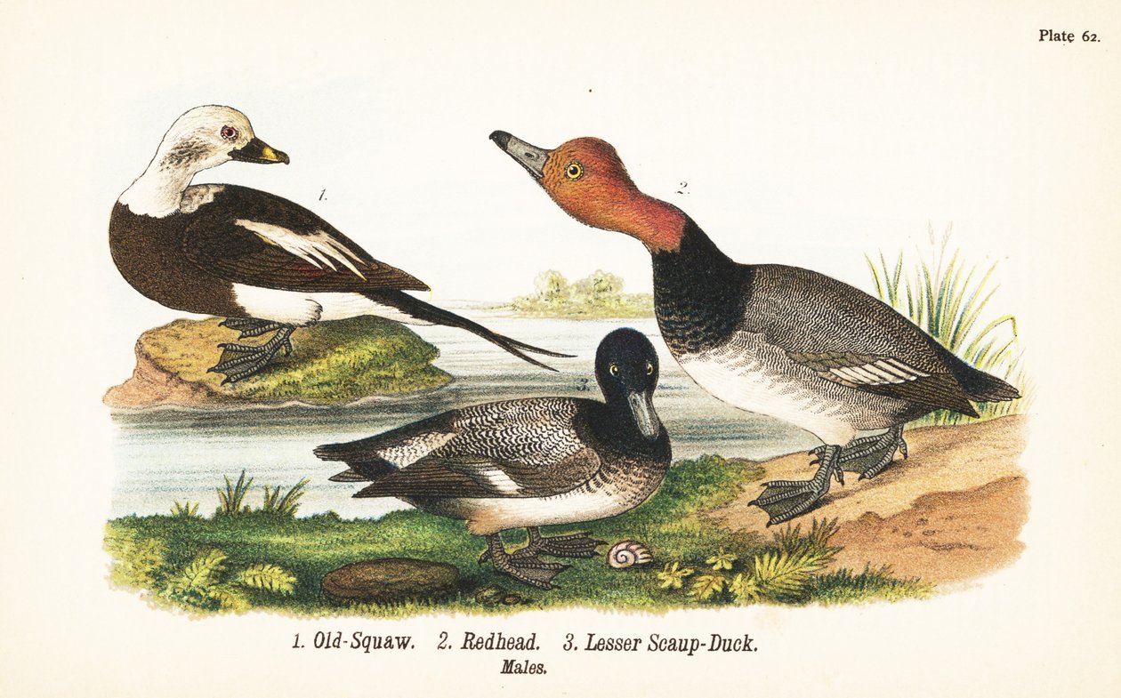 长尾鸭（Clangula hyemalis）1，红头鸭（Aythya americana）2，以及小杓鹬（Aythya affinis）3 作者 约翰·詹姆斯（后）奥杜邦
