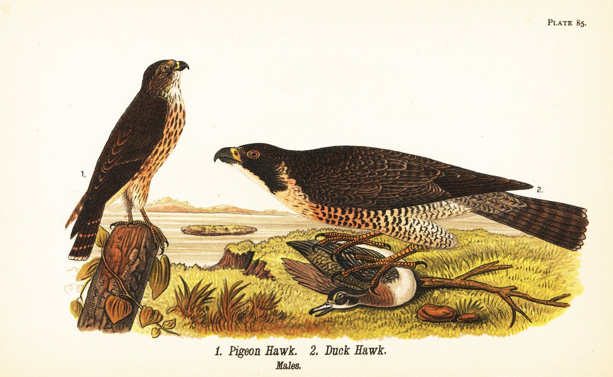 Merlin、Falco columbarius 1 和游隼与鸭子、Falco peregrinus 2 作者 约翰·詹姆斯（后）奥杜邦