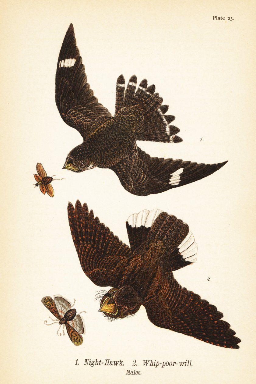 Night-hawk，Chordeiles minor 1 和 Easternwhip-poor-will，Antrostomus vociferus，whip-poor-will 2，雄性 作者 约翰·詹姆斯（后）奥杜邦