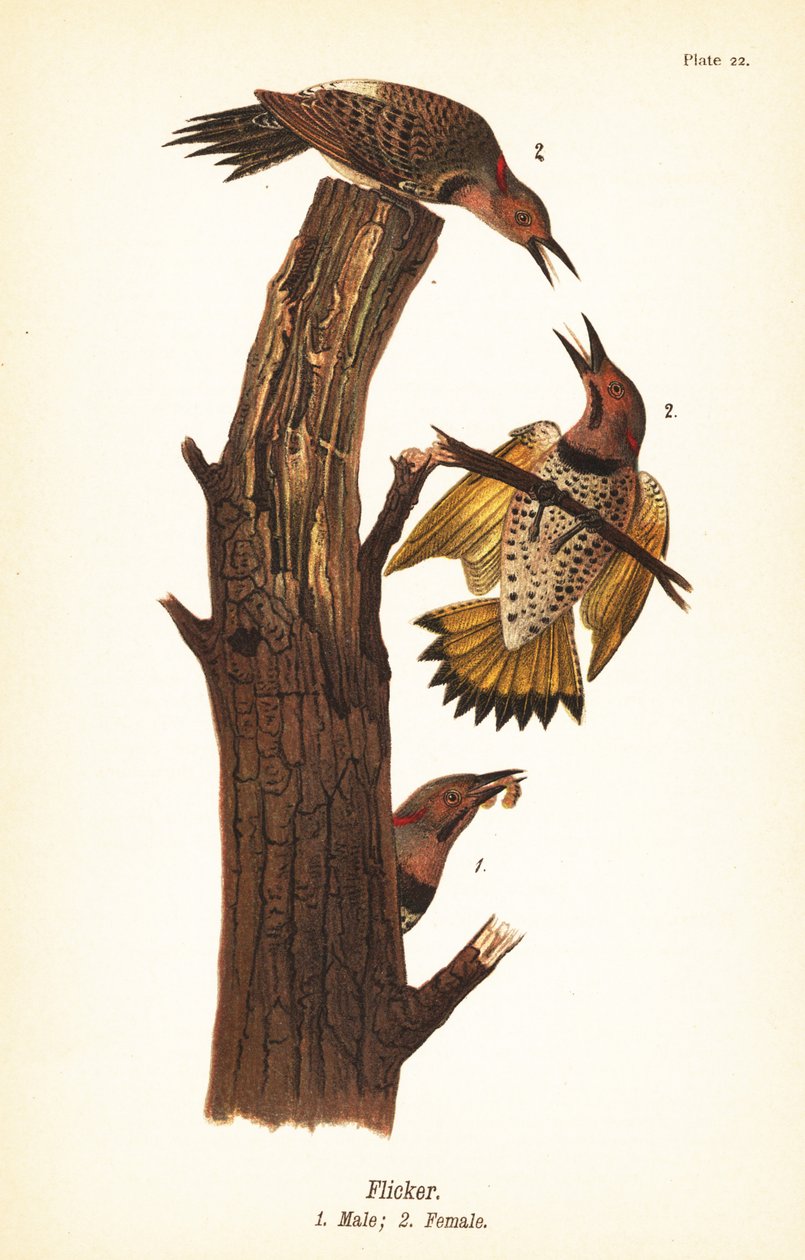 北方闪烁，Colaptes auratus 作者 约翰·詹姆斯（后）奥杜邦