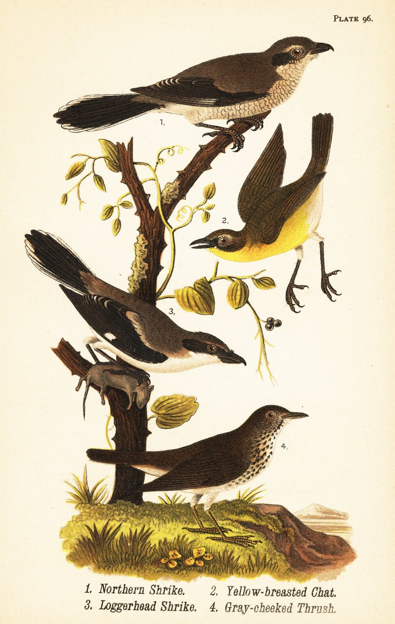 Northern shrike, Lanius borealis 1, yellow-breasted chat, Icteria virens 2, loggerhead shrike, Lanius ludovicianus 作者 约翰·詹姆斯（后）奥杜邦