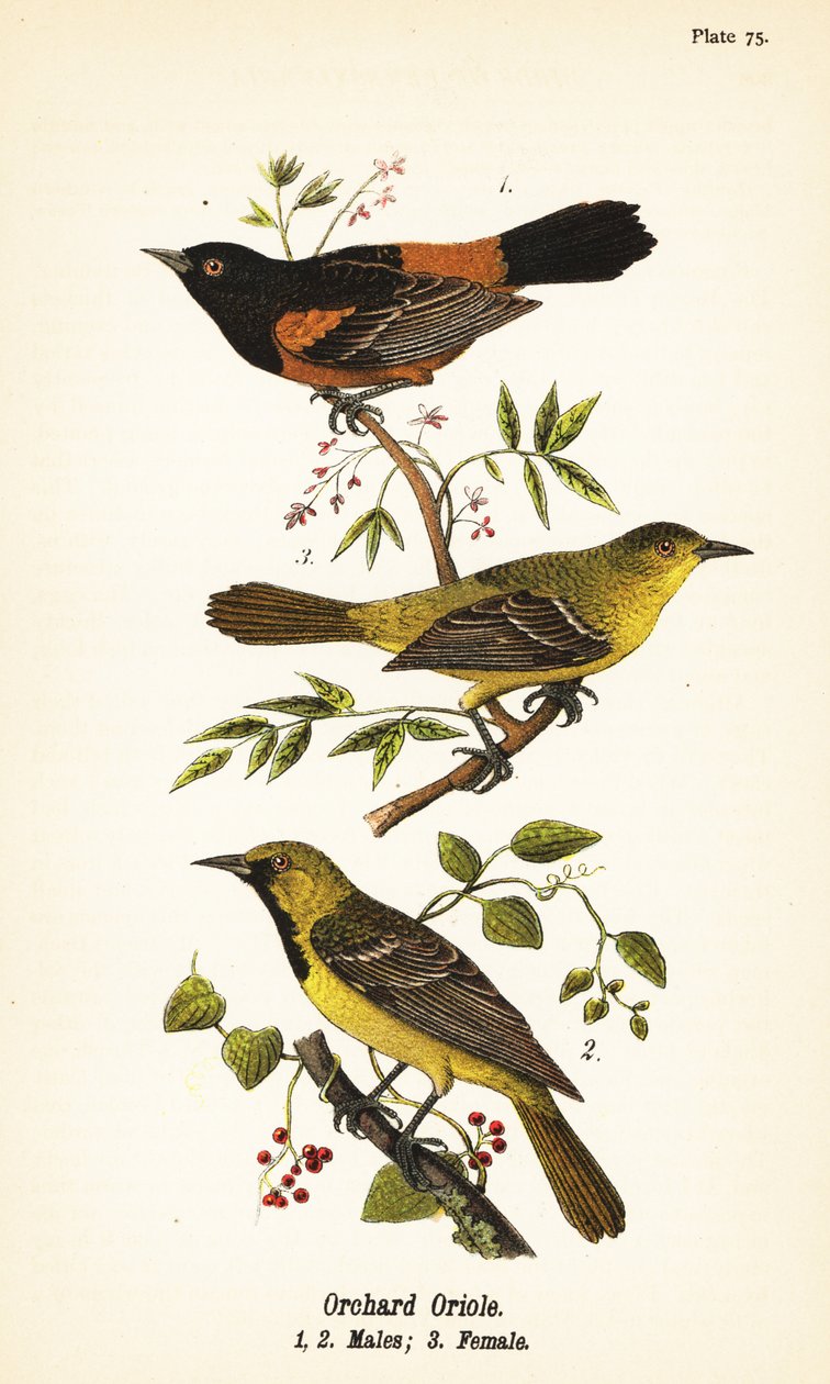Orchard oriole, Icterus spurius, males 1,2, and female 3 作者 约翰·詹姆斯（后）奥杜邦