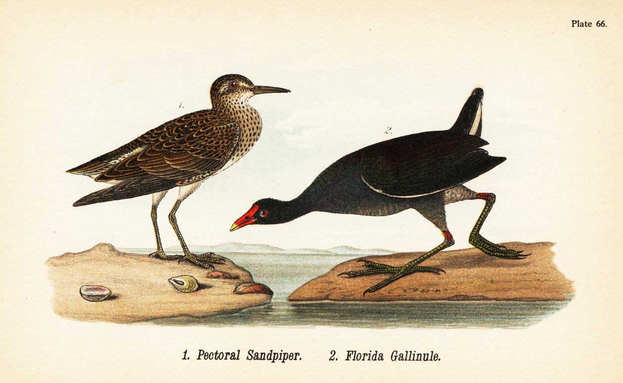 胸针鹬，Calidris melanotos 1，和普通五爪鱼，Gallinula galeata 2 作者 约翰·詹姆斯（后）奥杜邦
