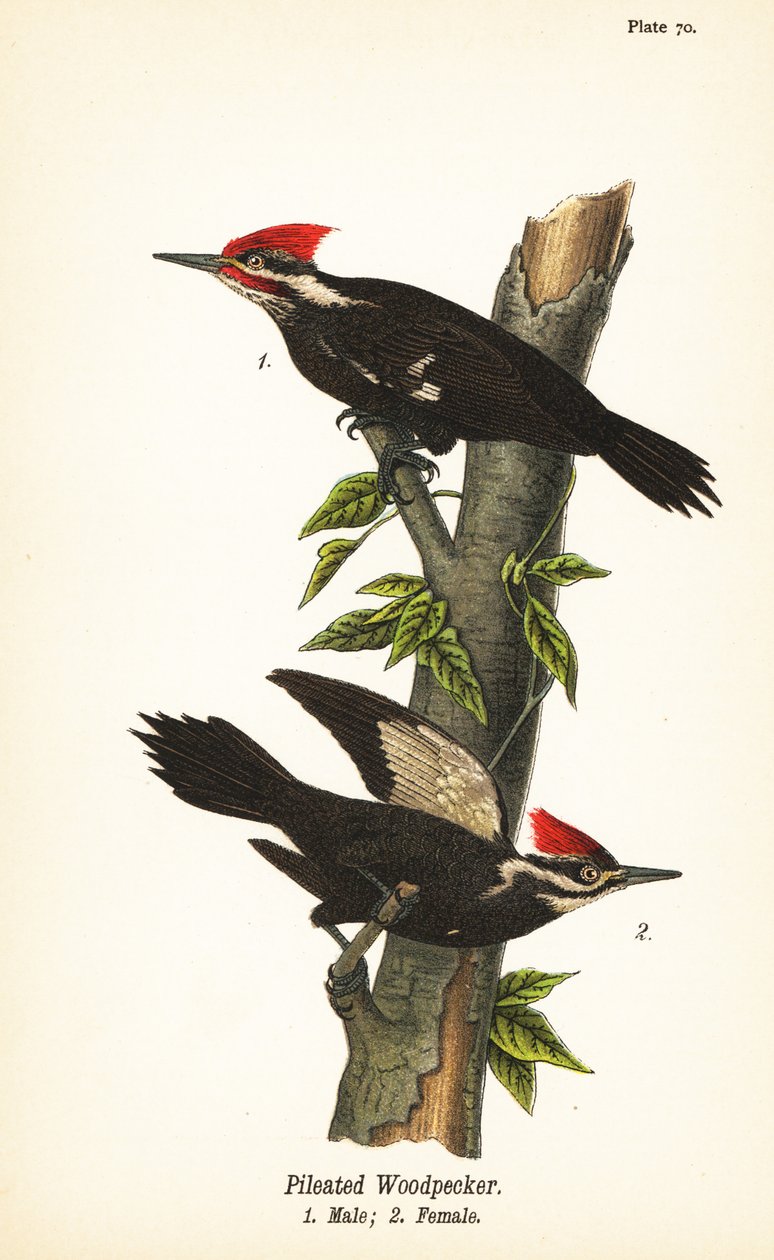 Pileated woodpecker, Dryocopus pileatus, male 1, female 2 作者 约翰·詹姆斯（后）奥杜邦