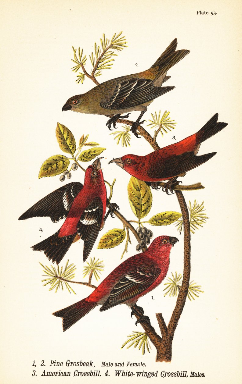 Pine grosbeak, Pinicola enucleator, male 1, female 2, American crossbill or red crossbill,  Loxia curvirostra 3, white-winged crossbill, Loxia leucoptera 4, males 作者 约翰·詹姆斯（后）奥杜邦