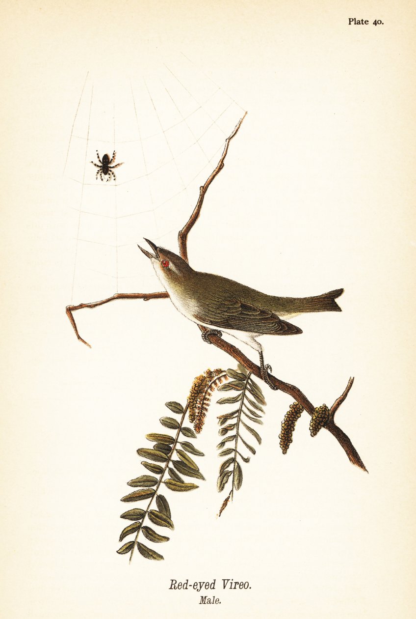 红眼 vireo, Vireo olivaceus, 男性 作者 约翰·詹姆斯（后）奥杜邦