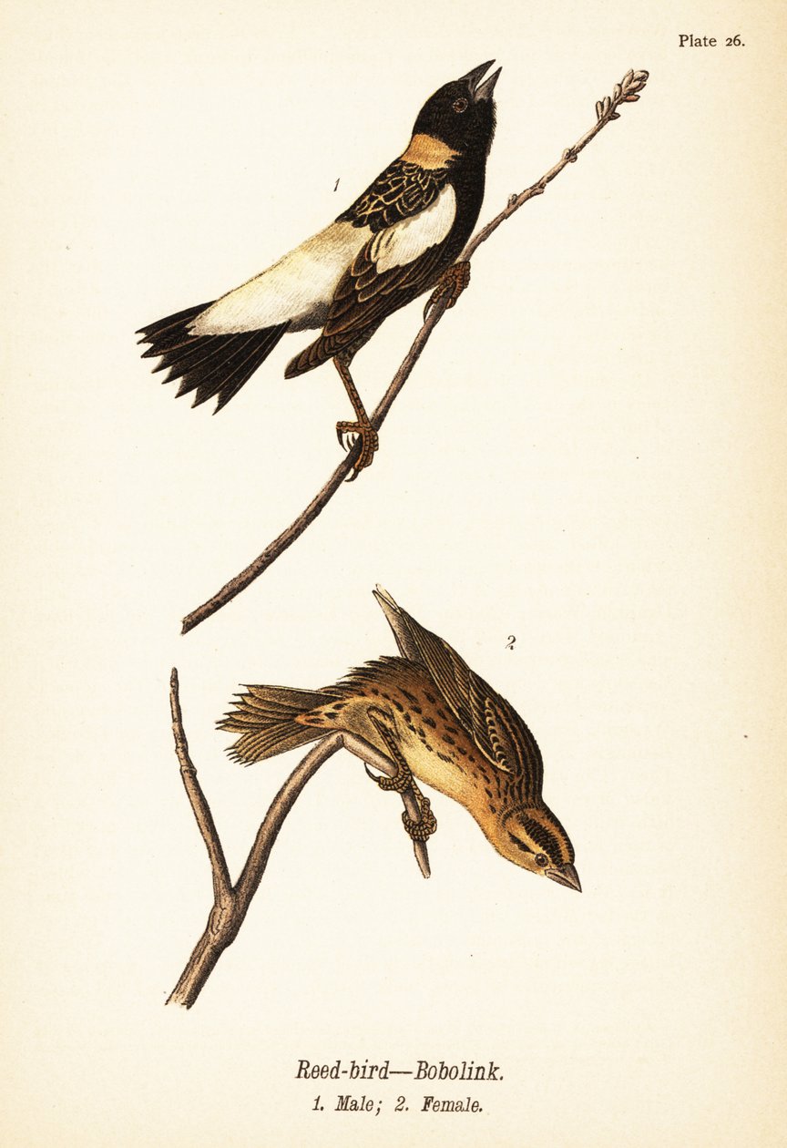 芦苇鸟或 bobolink，Dolichonyx oryzivorus，雄性 1，雌性 2 作者 约翰·詹姆斯（后）奥杜邦