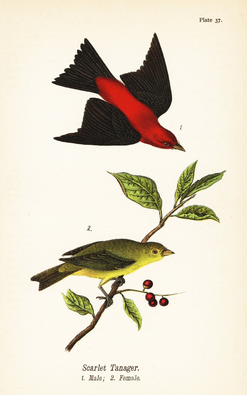 Scarlet tanager，Piranga olivacea，雄1，雌2 作者 约翰·詹姆斯（后）奥杜邦