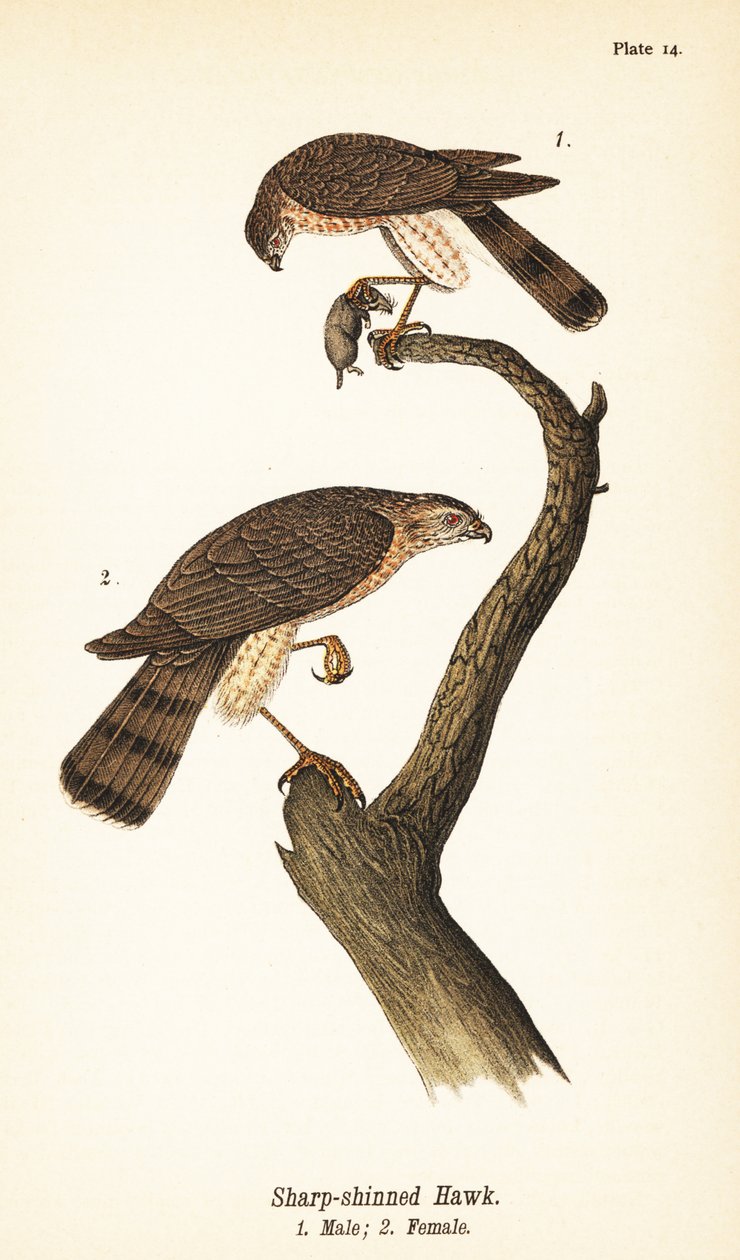 尖头鹰（Accipiter striatus），雄性与猎物1，雌性2 作者 约翰·詹姆斯（后）奥杜邦