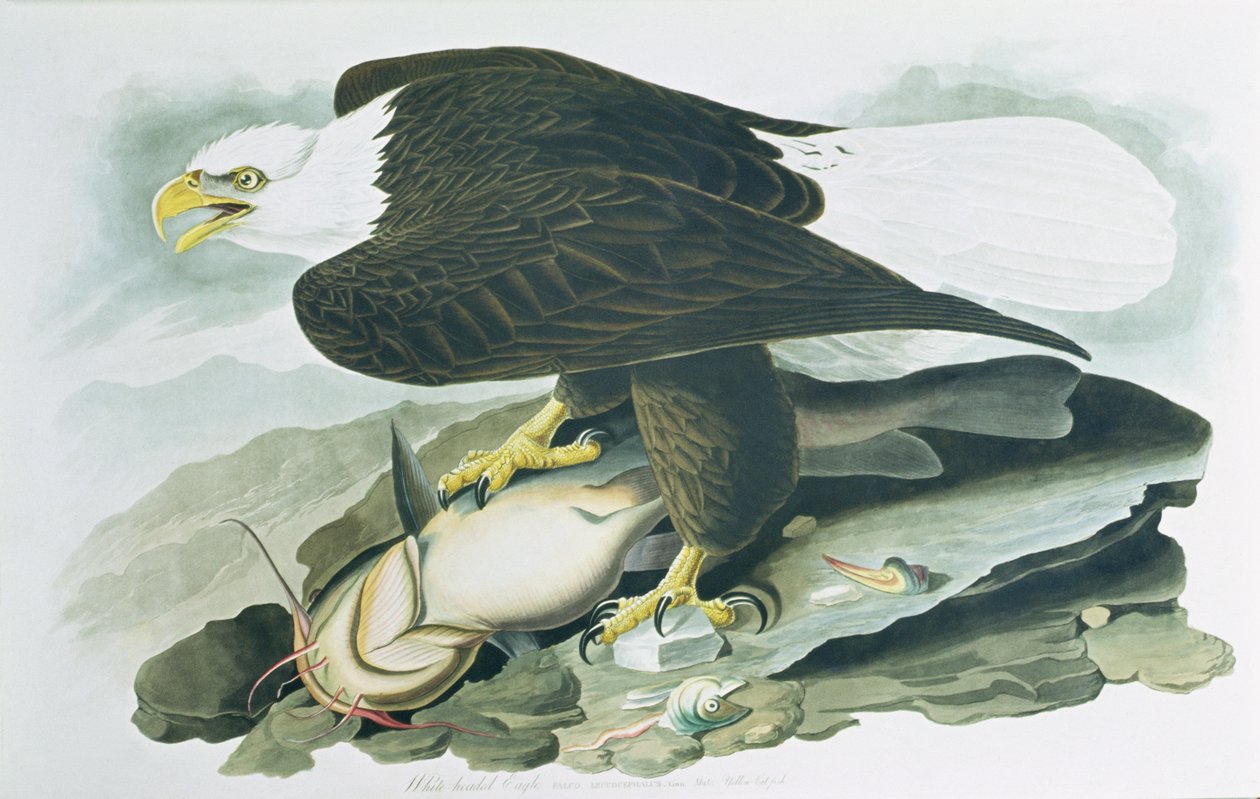 美洲鸟类》中的秃头鹰，R. Havell 1829 年雕刻m （彩色雕刻）。 作者 约翰·詹姆斯（后）奥杜邦