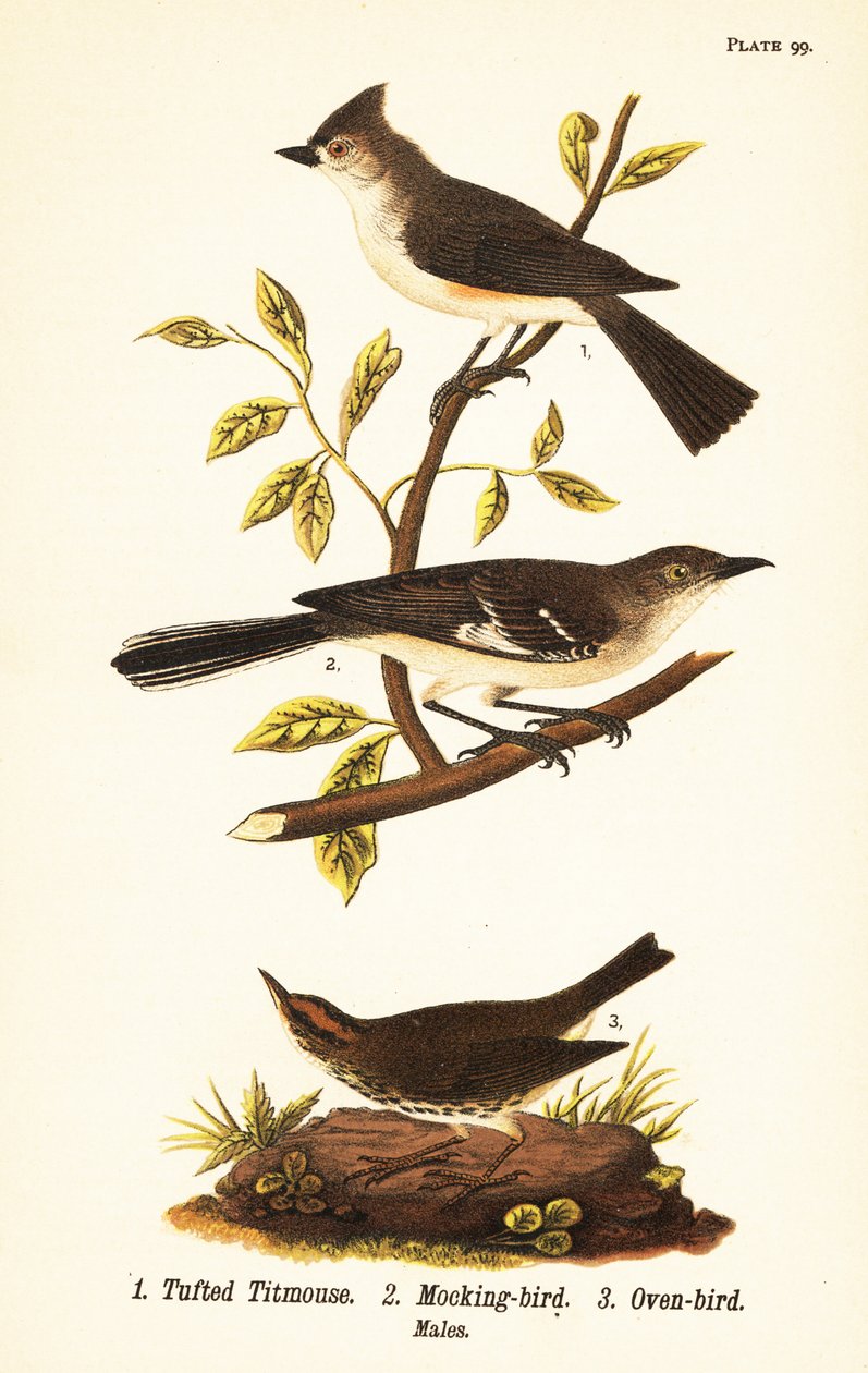 簇绒山雀、双色 Baeolophus、北方知更鸟、Mimus polyglottos 和烤箱鸟、Seiurus aurocapilla 作者 约翰·詹姆斯（后）奥杜邦