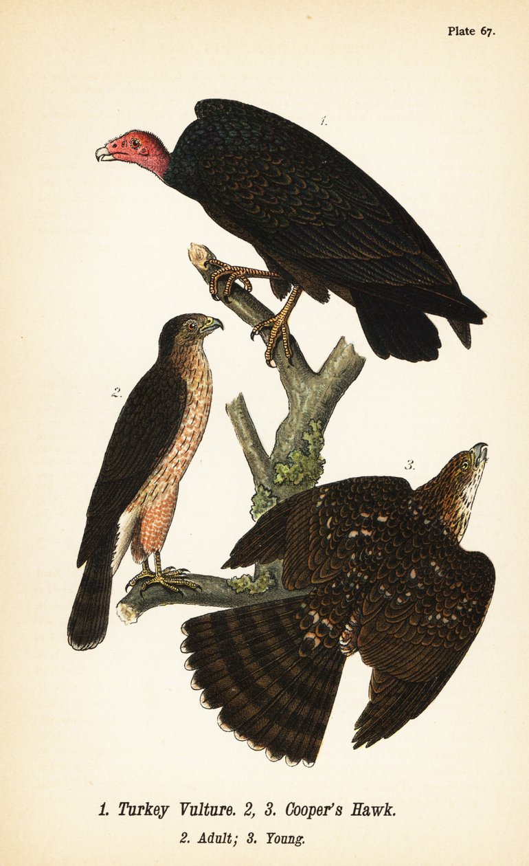 Turkey vulture, Cathartes aura 1, and Cooper’s hawk, Accipiter cooperii, adult 2, young 3 作者 约翰·詹姆斯（后）奥杜邦