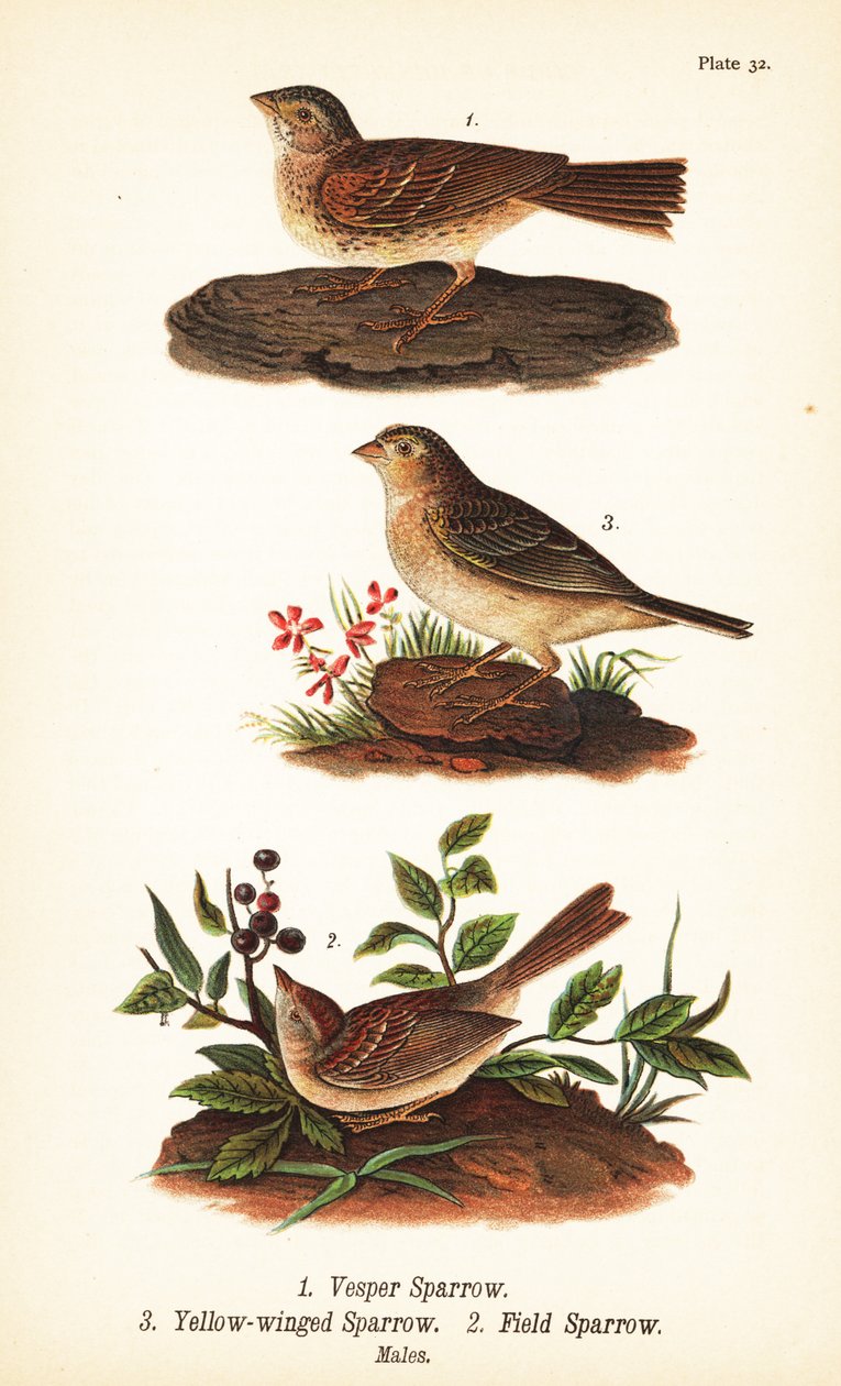 Vesper麻雀，Pooecetes gramineus 1，蚱蜢麻雀，Ammodramus savannarum 2和野麻雀，Spizella pusilla 3 作者 约翰·詹姆斯（后）奥杜邦