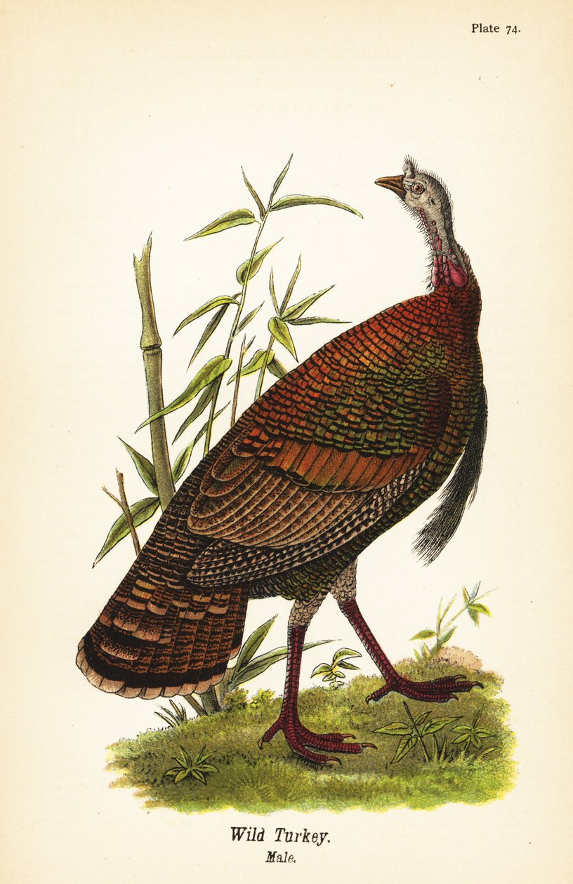 野生火鸡，Meleagris gallopavo，雄性 作者 约翰·詹姆斯（后）奥杜邦