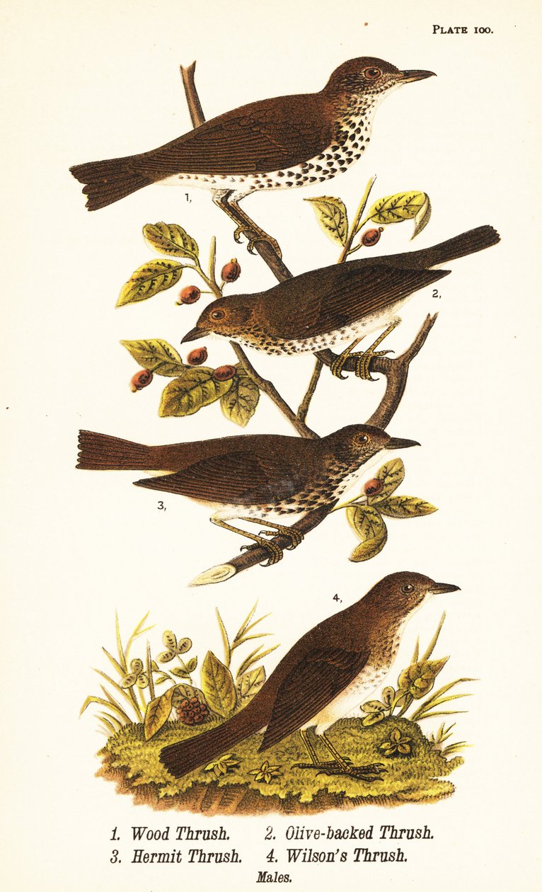 Wood thrush、Hylocichia mustelina 1、Swainson
