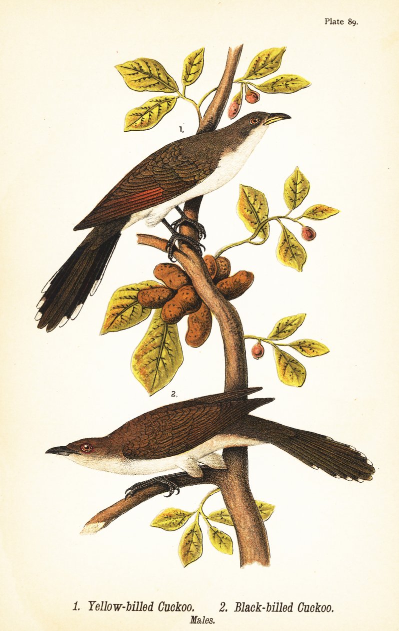 黄嘴杜鹃 (Coccyzus americanus 1) 和黑嘴杜鹃 (Coccyzus erythropthalmus 2)，雄性 作者 约翰·詹姆斯（后）奥杜邦