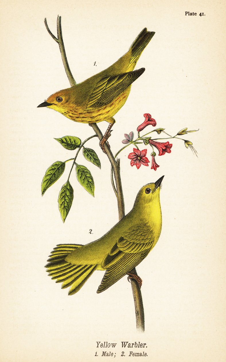 黄莺，Setophaga petechia，雄性1，雌性2 作者 约翰·詹姆斯（后）奥杜邦
