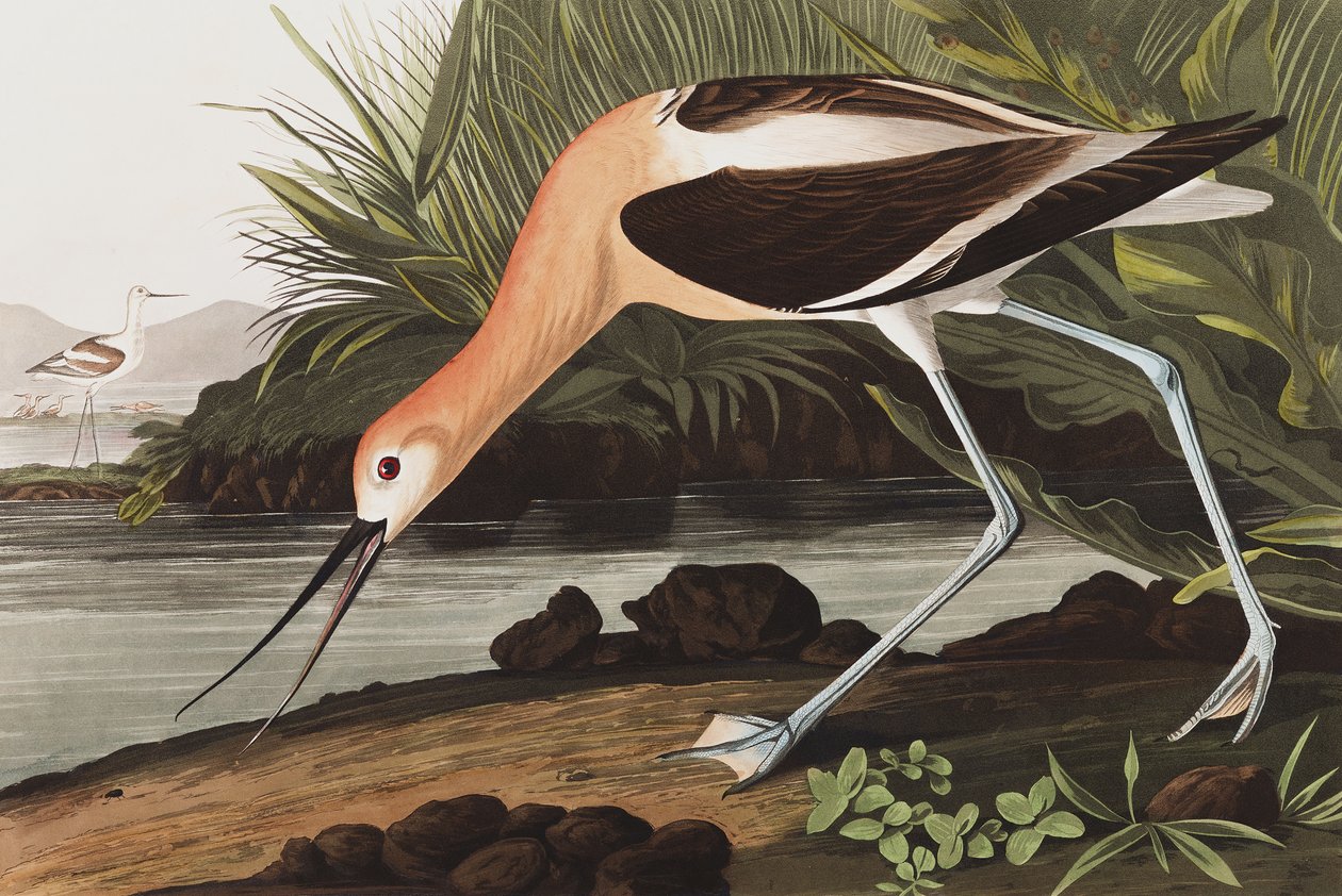 美国Avocet，Recurvirostra Americana，来自John J. Audubon，酒吧的“The Birds of America”。 1827年至1838年 作者 约翰·詹姆斯·奥杜邦