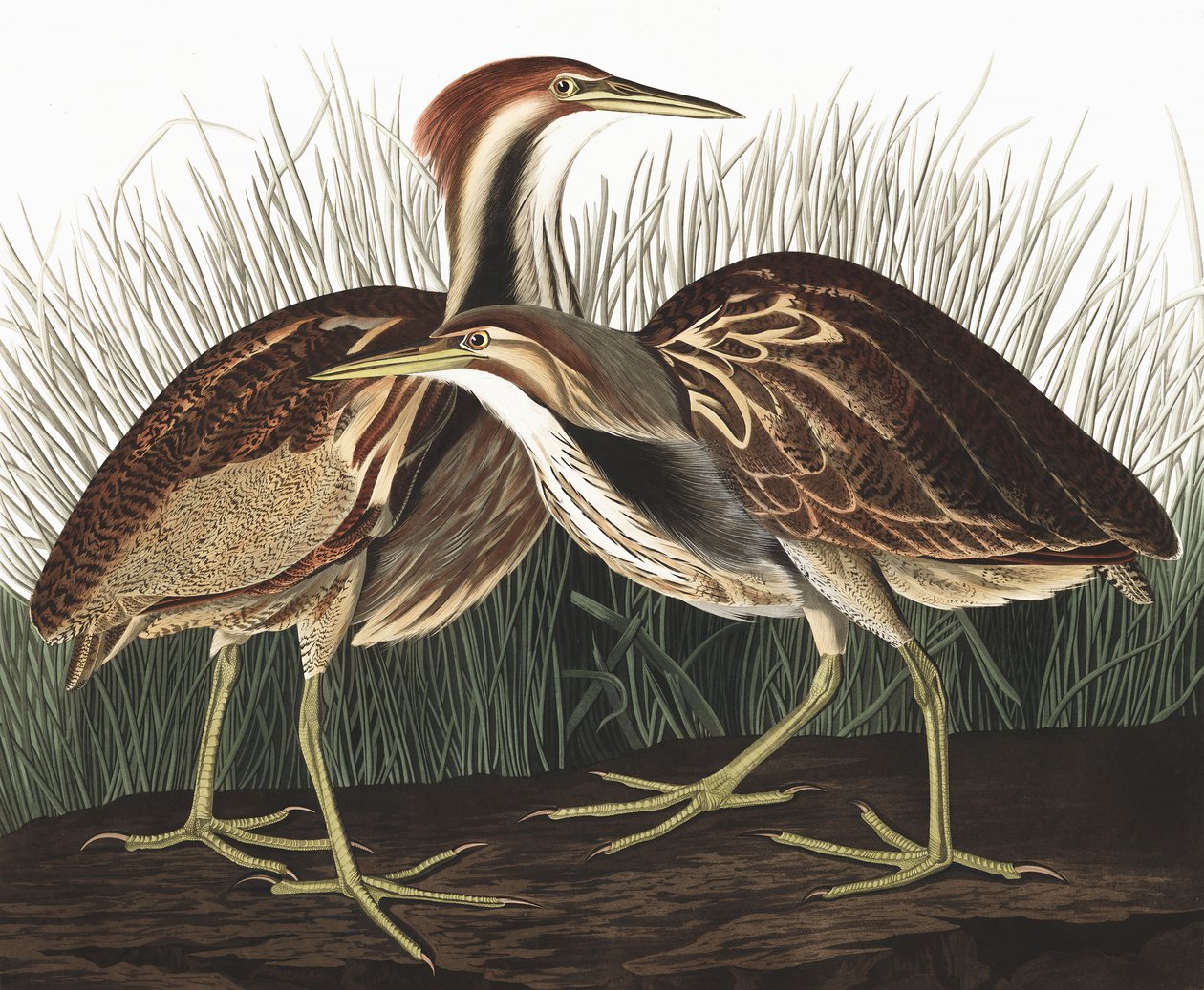美国Bittern，Botaurus Lentiginosus，来自John J. Audubon，酒吧的“The Birds of America”。 1827年至1838年 作者 约翰·詹姆斯·奥杜邦