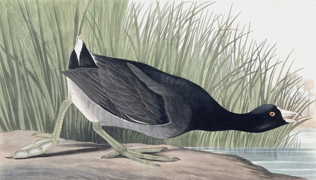 American Coot，Fulica Americana，来自John The Audubon的“The Birds of America”，酒吧。 1827年至1838年 作者 约翰·詹姆斯·奥杜邦
