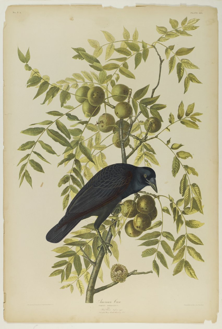 美国乌鸦，由Julien Bien印制，由Roe Lockwood＆Son出版，1861年（彩色石版画） 作者 约翰·詹姆斯·奥杜邦