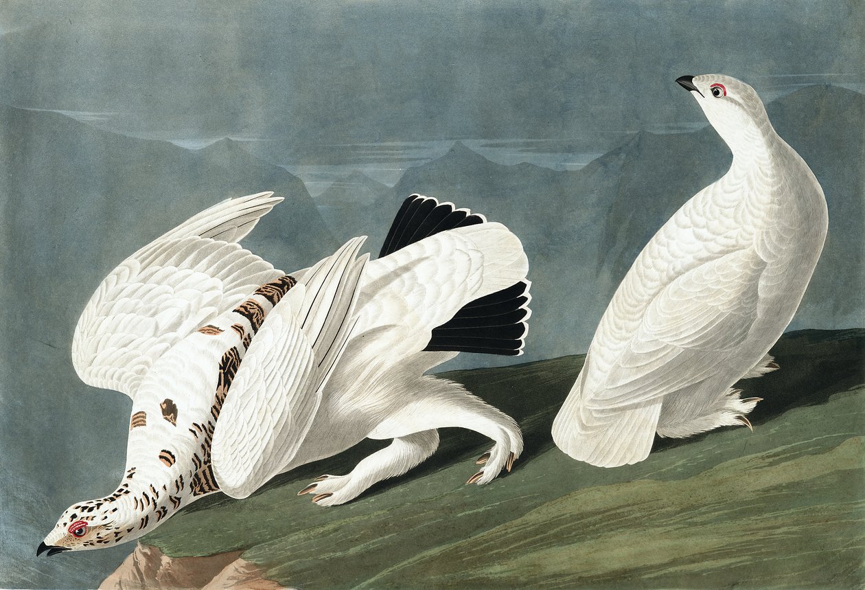 美国Ptarmigan，Tetrao Mutus：白尾Grous，Tetrao Leucurus，来自John J. Audubon，酒吧的“The Birds of America”。 1827年至1838年 作者 约翰·詹姆斯·奥杜邦