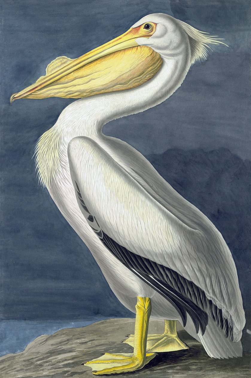美国白鹈鹕，Pelecanus Erythrorhynchos，来自John The Audubon，酒吧的“美国鸟类”。 1827年至1838年 作者 约翰·詹姆斯·奥杜邦