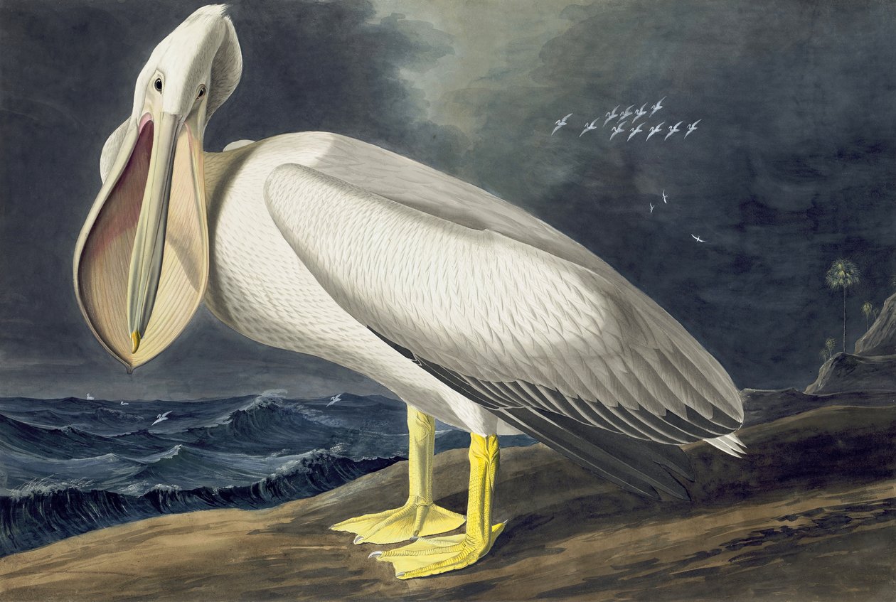 美国白鹈鹕，Pelecanus Erythrorhynchos，来自John The Audubon，酒吧的“美国鸟类”。 1827年至1838年 作者 约翰·詹姆斯·奥杜邦