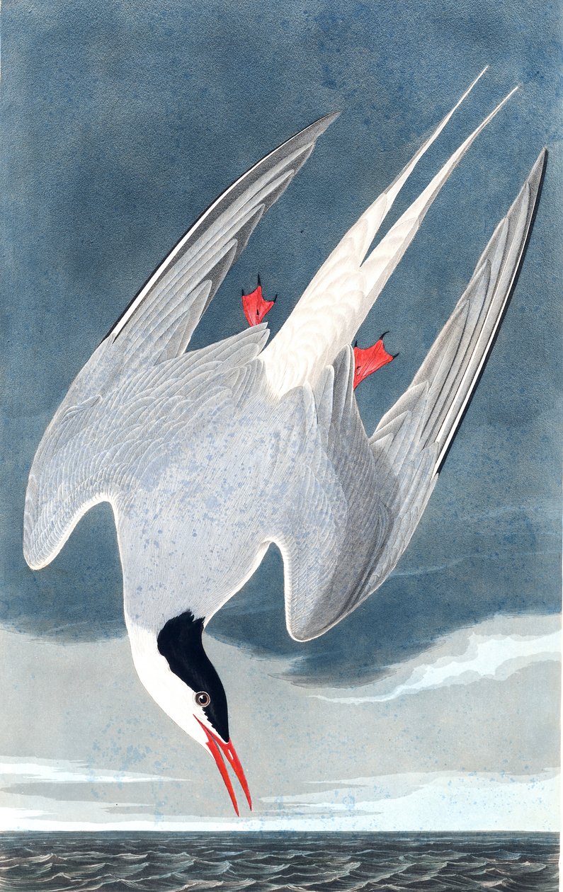 北极燕鸥，Sterna Paradisaea，来自John The Audubon的“The Birds of America”，酒吧。 1827年至1838年 作者 约翰·詹姆斯·奥杜邦