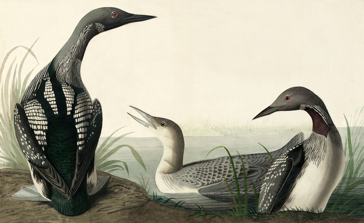 Black-throated Diver，Colymbus Arcticus，来自John J. Audubon，酒吧的“The Birds of America”。 1827年至1838年 作者 约翰·詹姆斯·奥杜邦