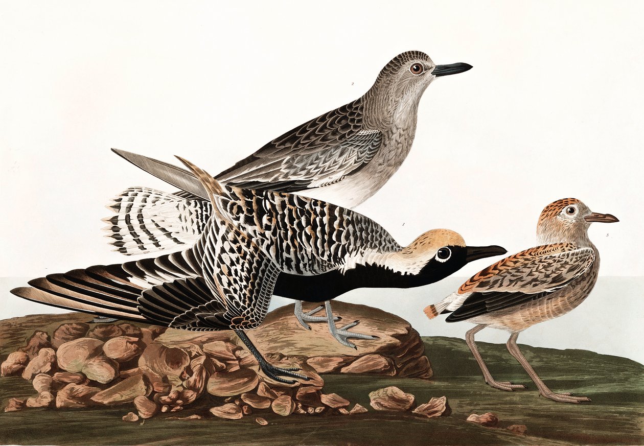 黑腹鹦鹉，Charadrius Helveticus，来自John The Audubon，酒吧的“美国鸟类”。 1827年至1838年 作者 约翰·詹姆斯·奥杜邦