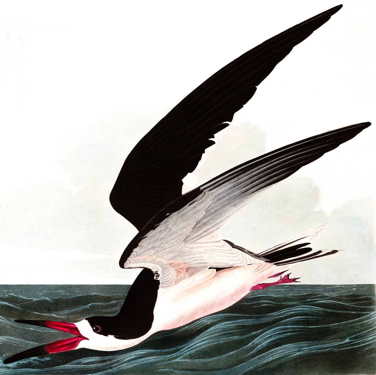 Black Skimmer或Shearwater，Rhincops Nigra，来自John The Audubon，酒吧的“The Birds of America”。 1827年至1838年 作者 约翰·詹姆斯·奥杜邦