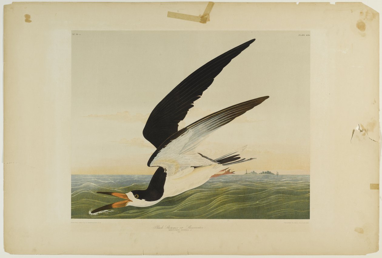 Black Skimmer或Shearwater，由Julien Bien印刷，由Roe Lockwood＆Son出版，1861年（彩色石版画） 作者 约翰·詹姆斯·奥杜邦