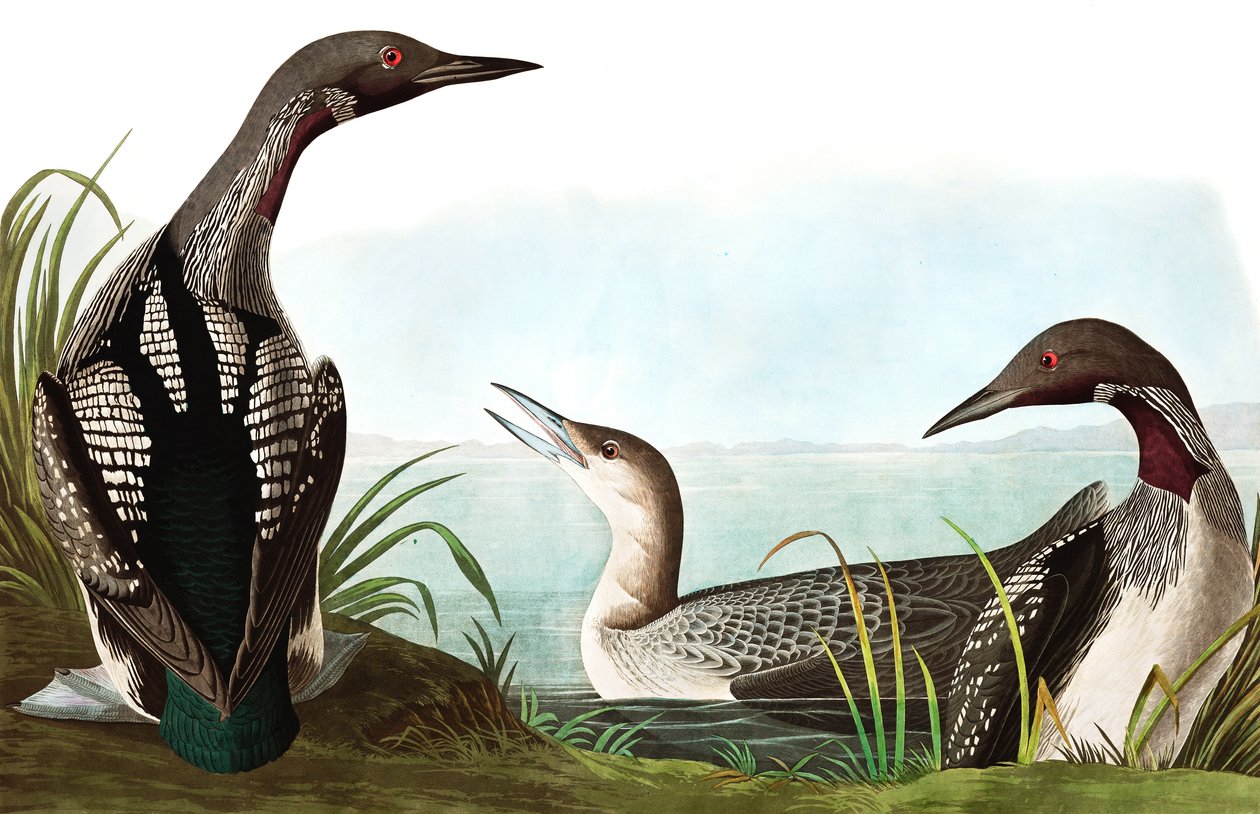 Black Throated Diver，Colymbus Arcticus，来自John The Audubon，酒吧的“The Birds of America”。 1827年至1838年 作者 约翰·詹姆斯·奥杜邦
