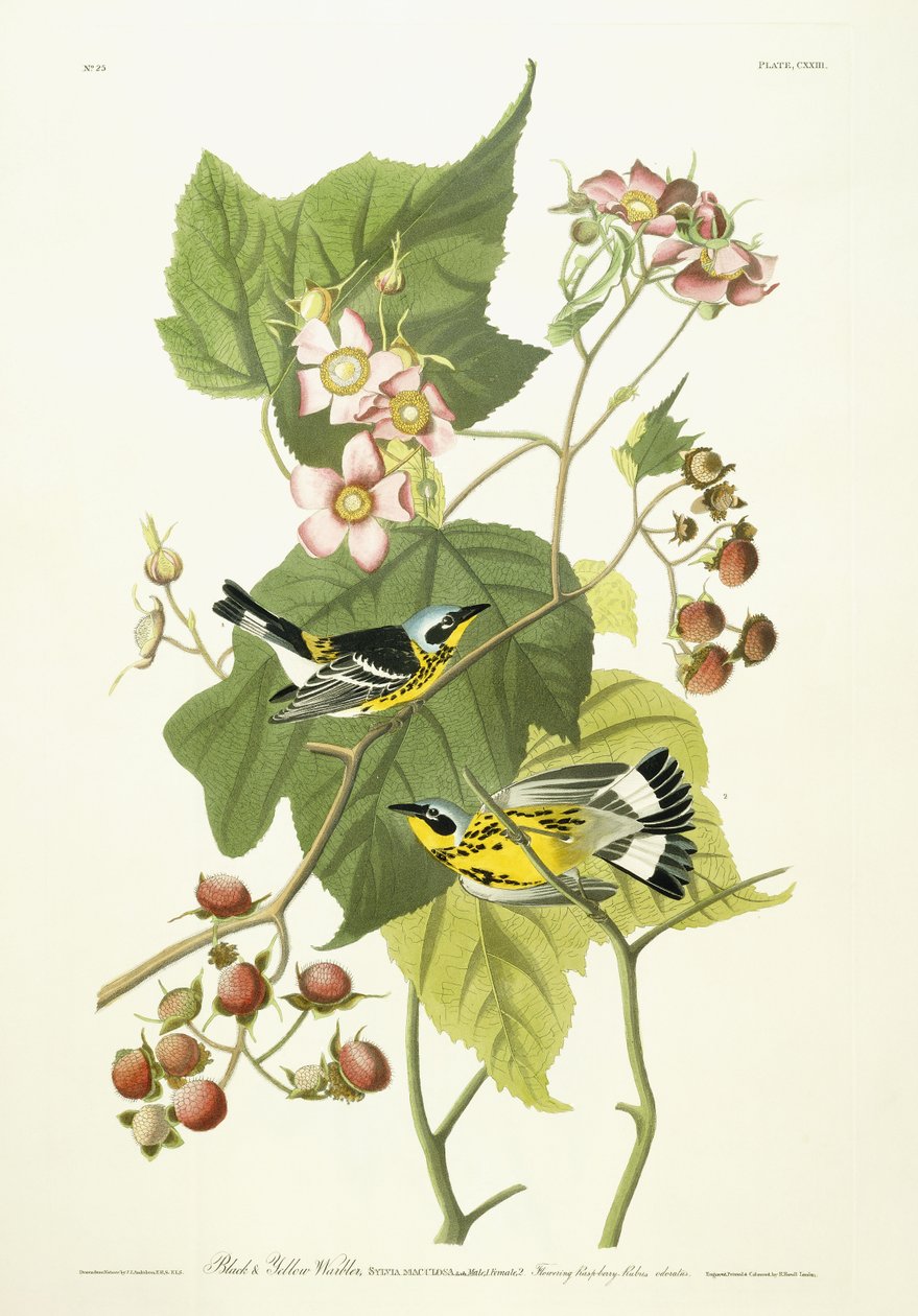 黑色和黄色的莺和开花的树莓，c.1826-1838 作者 约翰·詹姆斯·奥杜邦