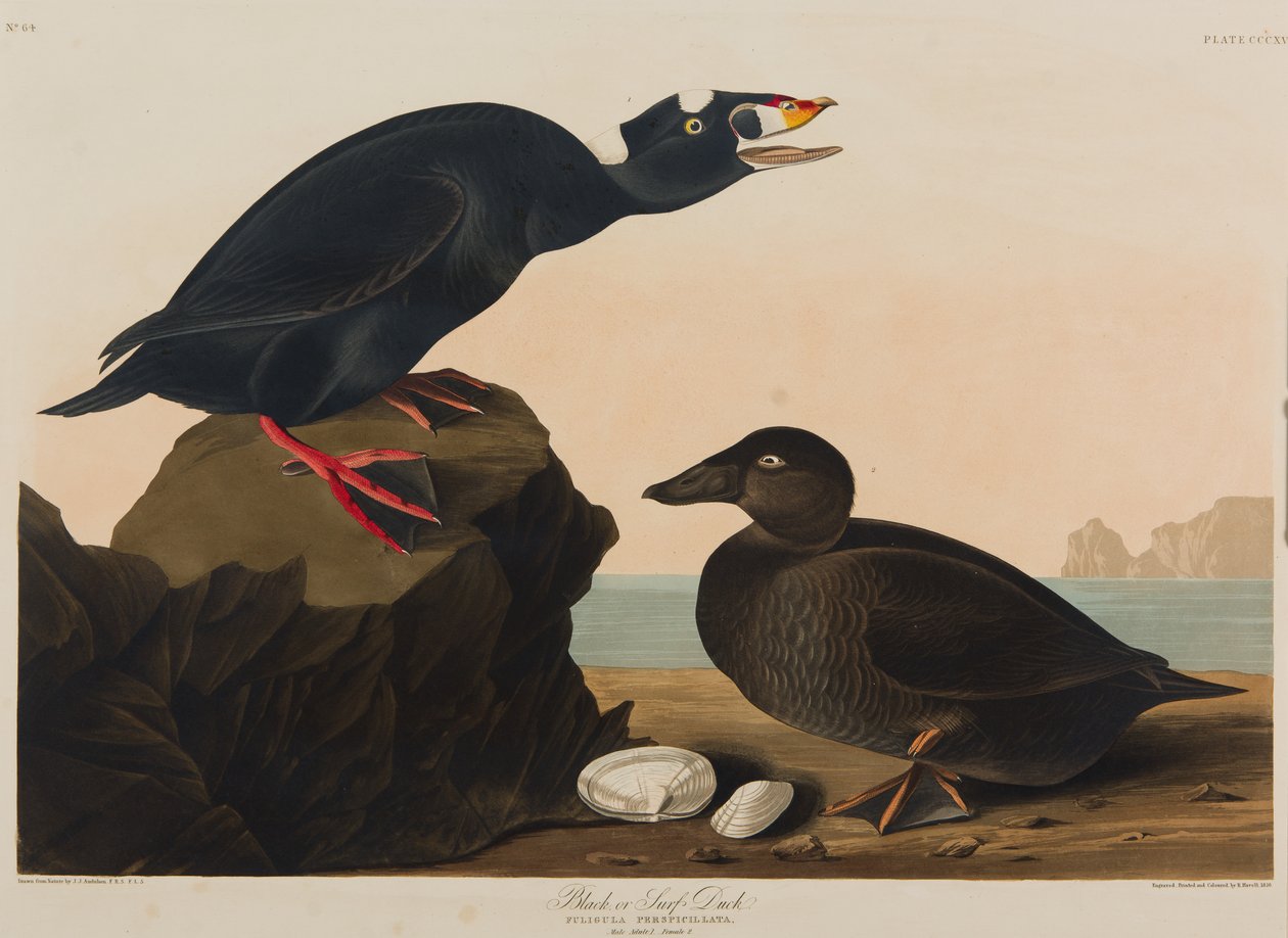 黑色或冲浪鸭，1836年（纸上wc） 作者 约翰·詹姆斯·奥杜邦