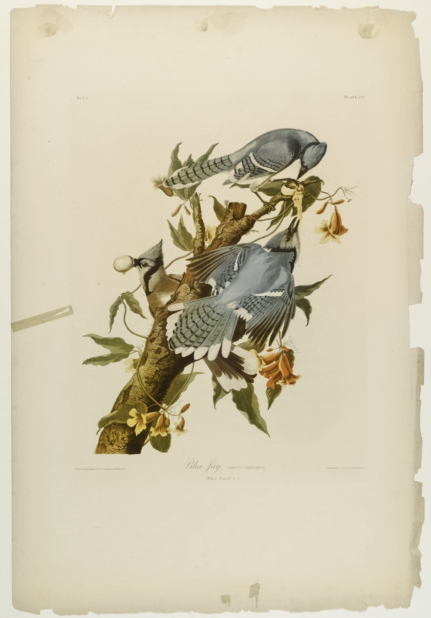 Blue Jay，由Julien Bien印刷，由Roe Lockwood＆Son出版，1861年（彩色石版画） 作者 约翰·詹姆斯·奥杜邦