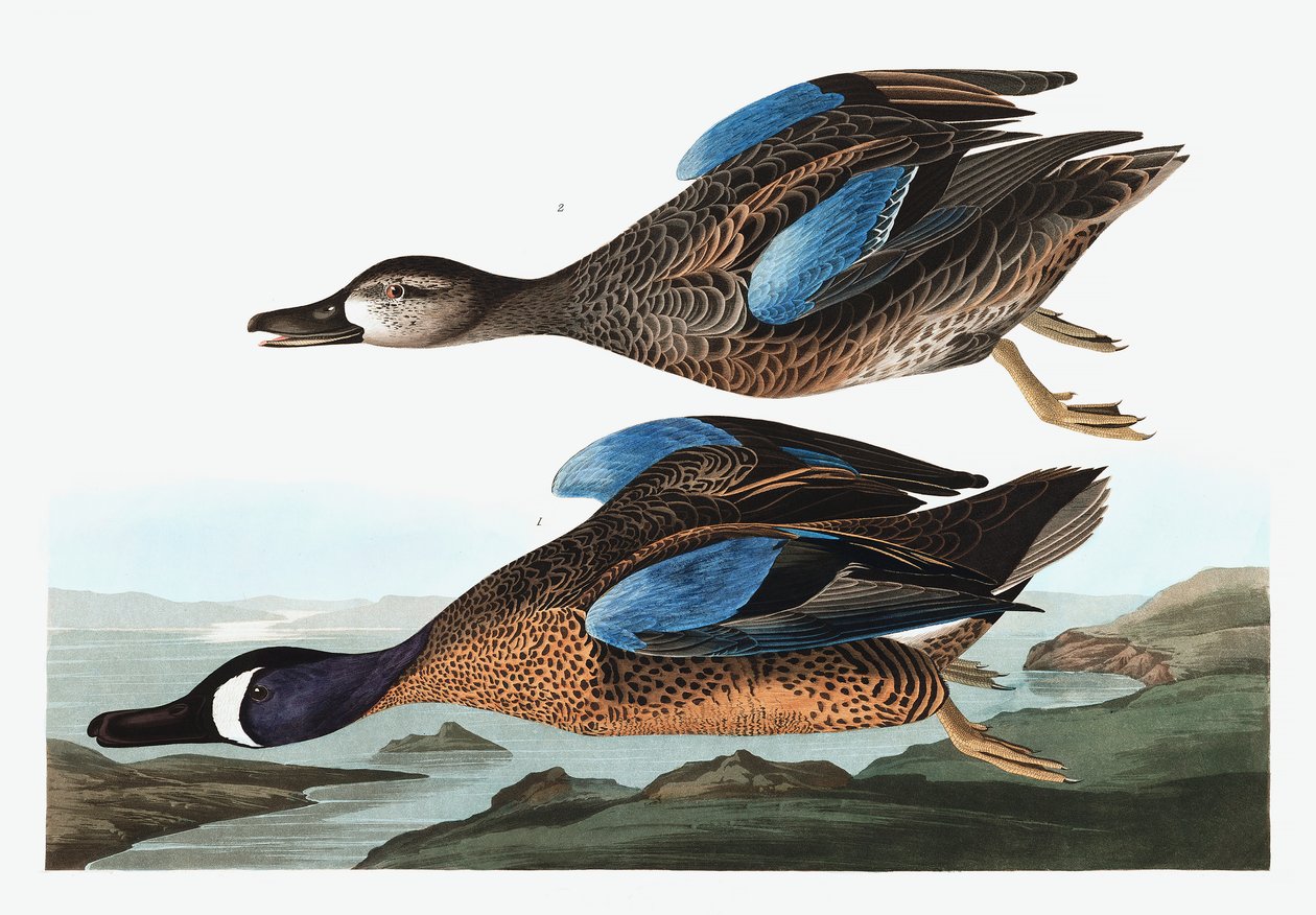 Blue Winged Teal，Anas Discors，来自John The Audubon，酒吧的“The Birds of America”。 1827年至1838年 作者 约翰·詹姆斯·奥杜邦