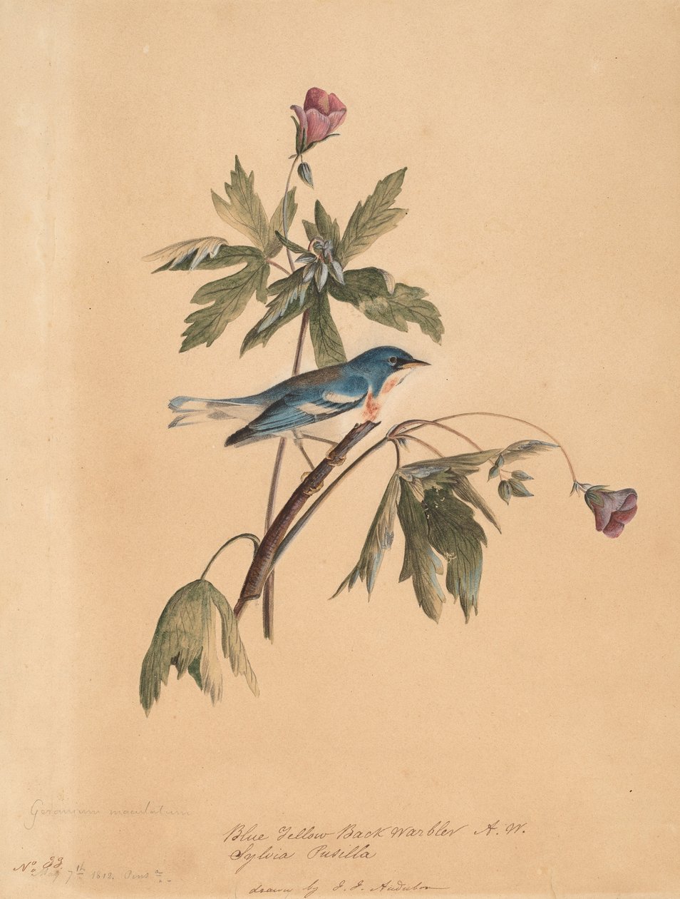 蓝黄背莺，1812年。 作者 约翰·詹姆斯·奥杜邦