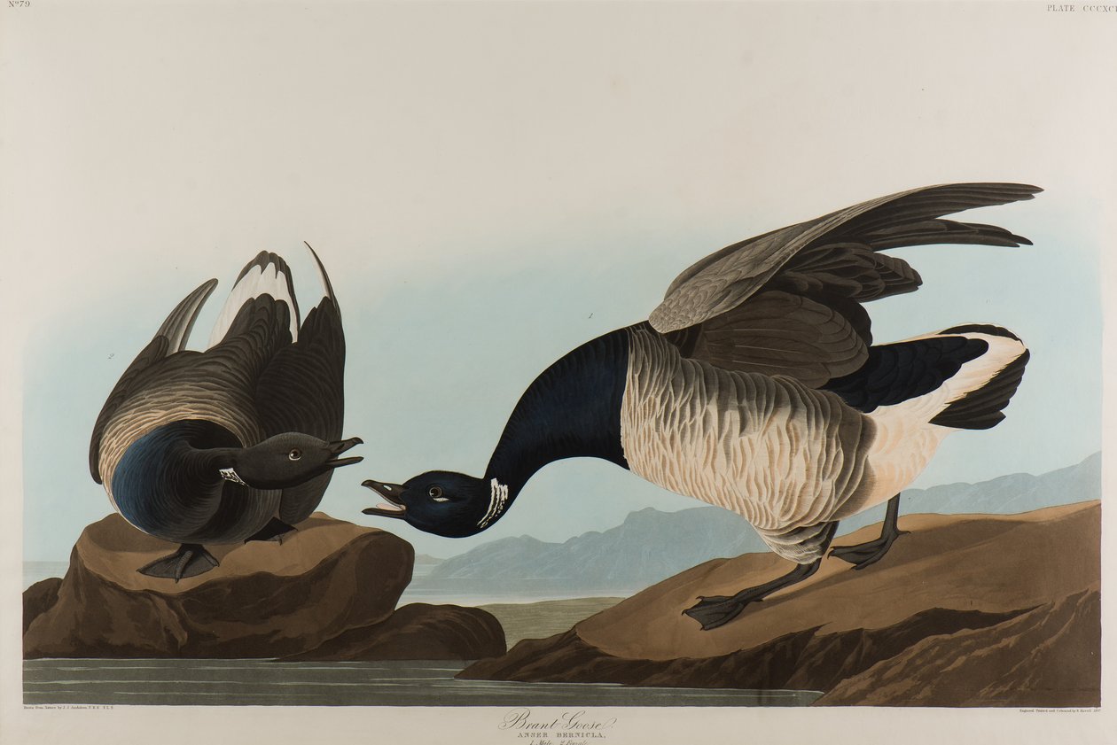 Brant Goose，1837年（纸上写着） 作者 约翰·詹姆斯·奥杜邦