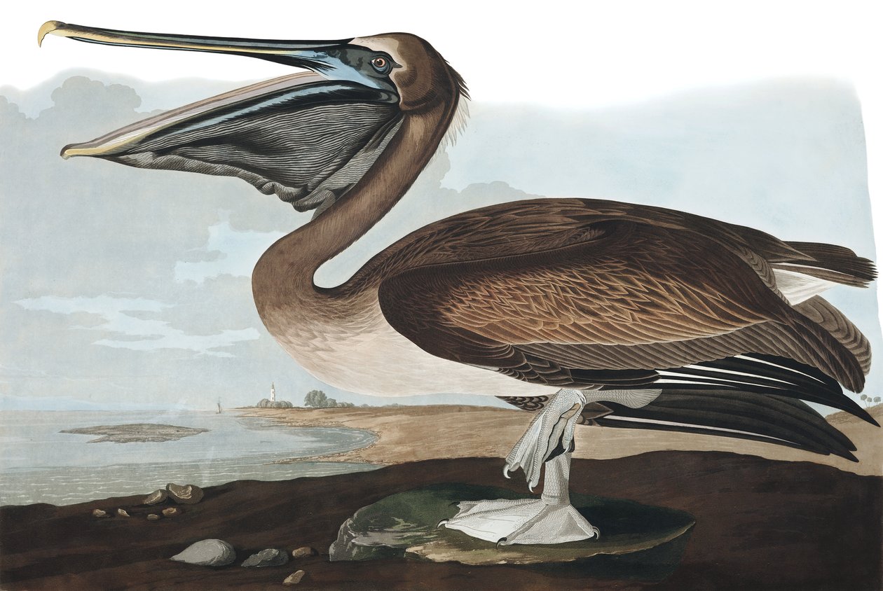 布朗鹈鹕，Pelecanus Fuscus，来自John The Audubon，酒吧的“The Birds of America”。 1827年至1838年 作者 约翰·詹姆斯·奥杜邦