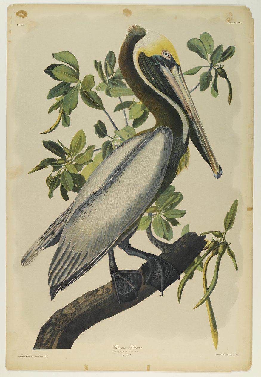 Brown Pelican，由Julien Bien印刷，由Roe Lockwood＆Son出版，1861年（彩色石版画） 作者 约翰·詹姆斯·奥杜邦