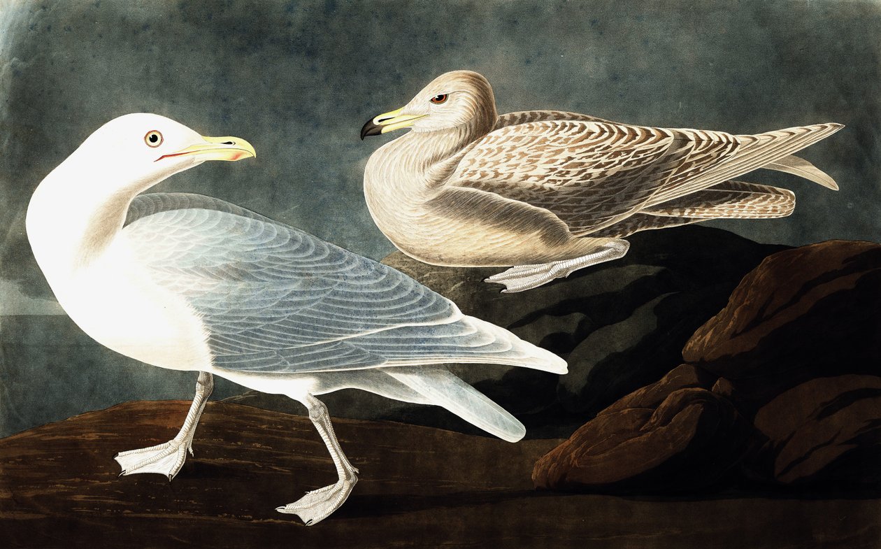 Burgomaster Gull，Larus Glaucus，来自John J. Audubon，酒吧的“The Birds of America”。 1827年至1838年 作者 约翰·詹姆斯·奥杜邦