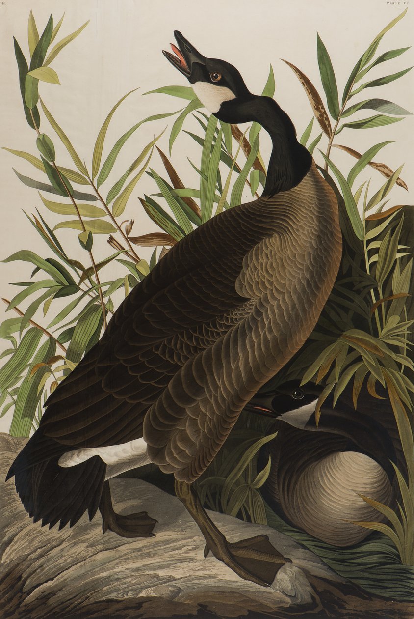Canada Goose，1827-1838（纸上写着） 作者 约翰·詹姆斯·奥杜邦