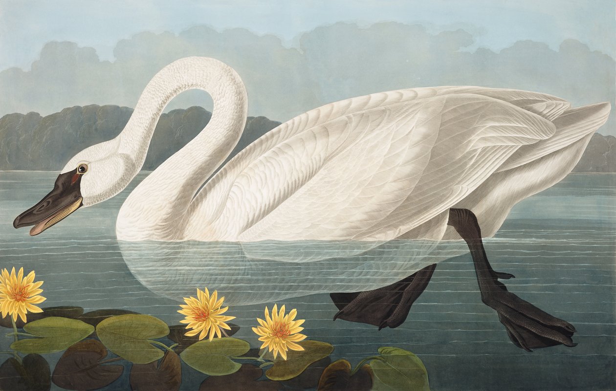 Common American Swan，Cygnus Americanus，来自John The Audubon的“美国鸟类”，酒吧。 1827年至1838年 作者 约翰·詹姆斯·奥杜邦