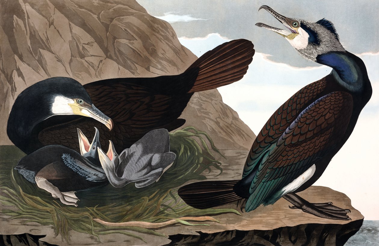 常见的鸬鹚，Phalacrocorax Carbo，来自 John J. Audubon 的“The Birds of America”，酒吧。 1827-38（手工彩色雕刻） 作者 约翰·詹姆斯·奥杜邦