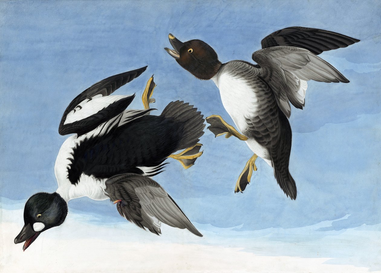 共同的黄金眼，来自John J. Audubon，酒吧的“美国鸟类”。 1827年至1838年 作者 约翰·詹姆斯·奥杜邦