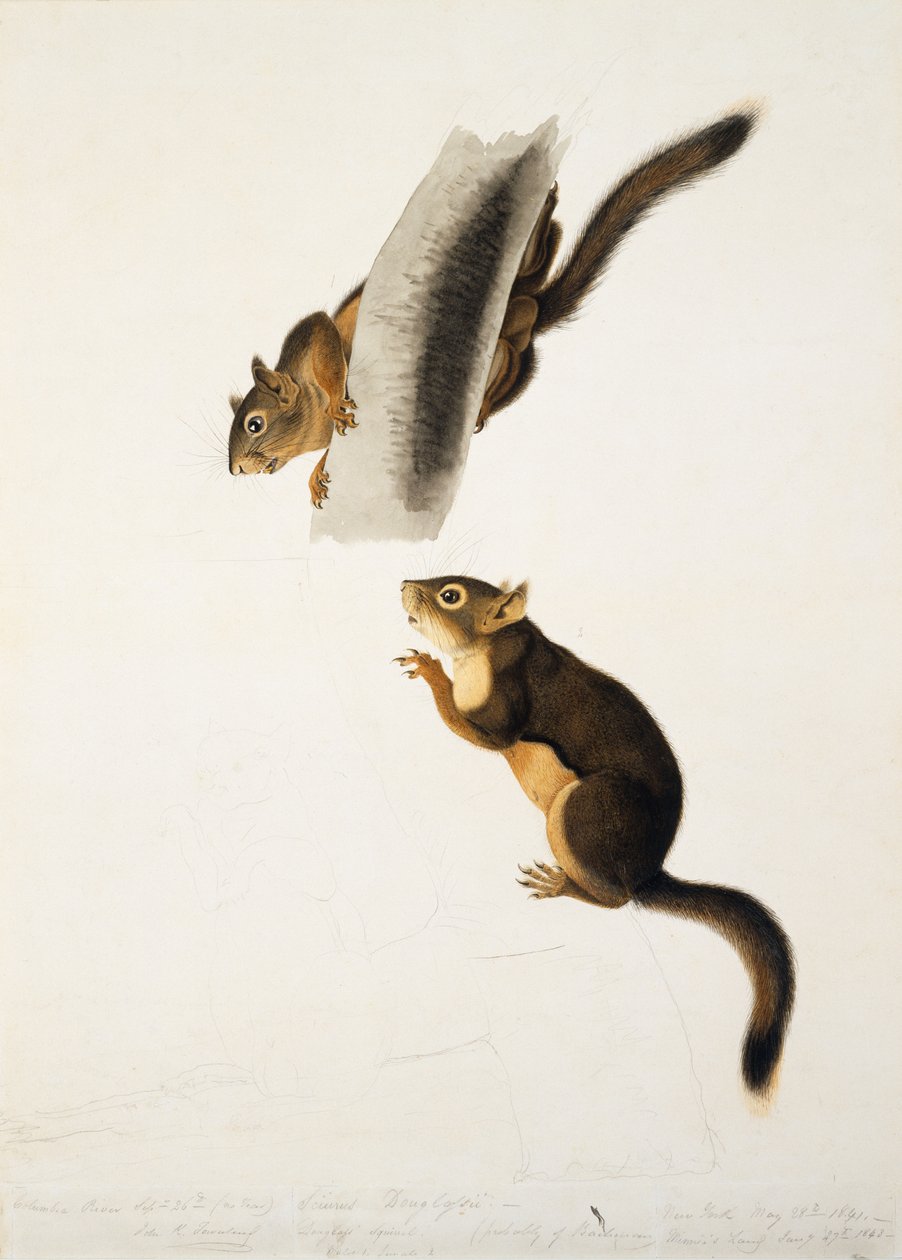 道格拉斯松鼠，为北美的胎生四足动物，于1845年出版，c.1841-43（纸上的铅笔，墨水和wc）（见129904） 作者 约翰·詹姆斯·奥杜邦
