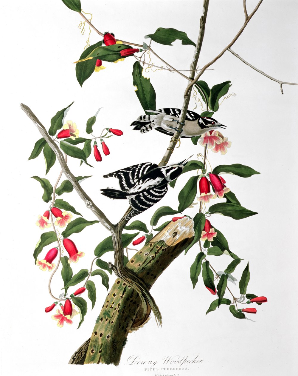 Downy啄木鸟，来自&39;Birds of America&39;，由Robert Havell（1793-1878）雕刻 作者 约翰·詹姆斯·奥杜邦